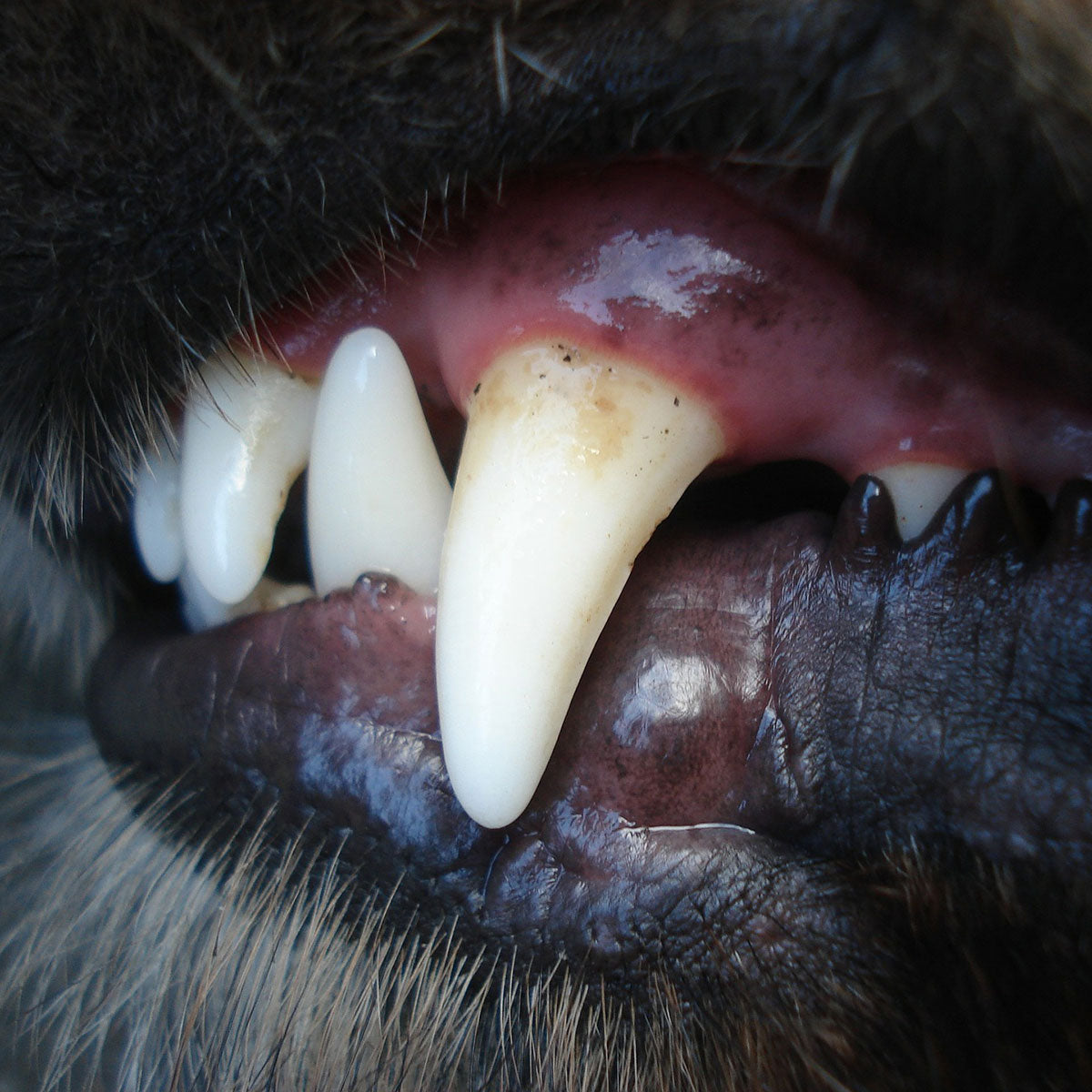 Importance of Dog Dental Health