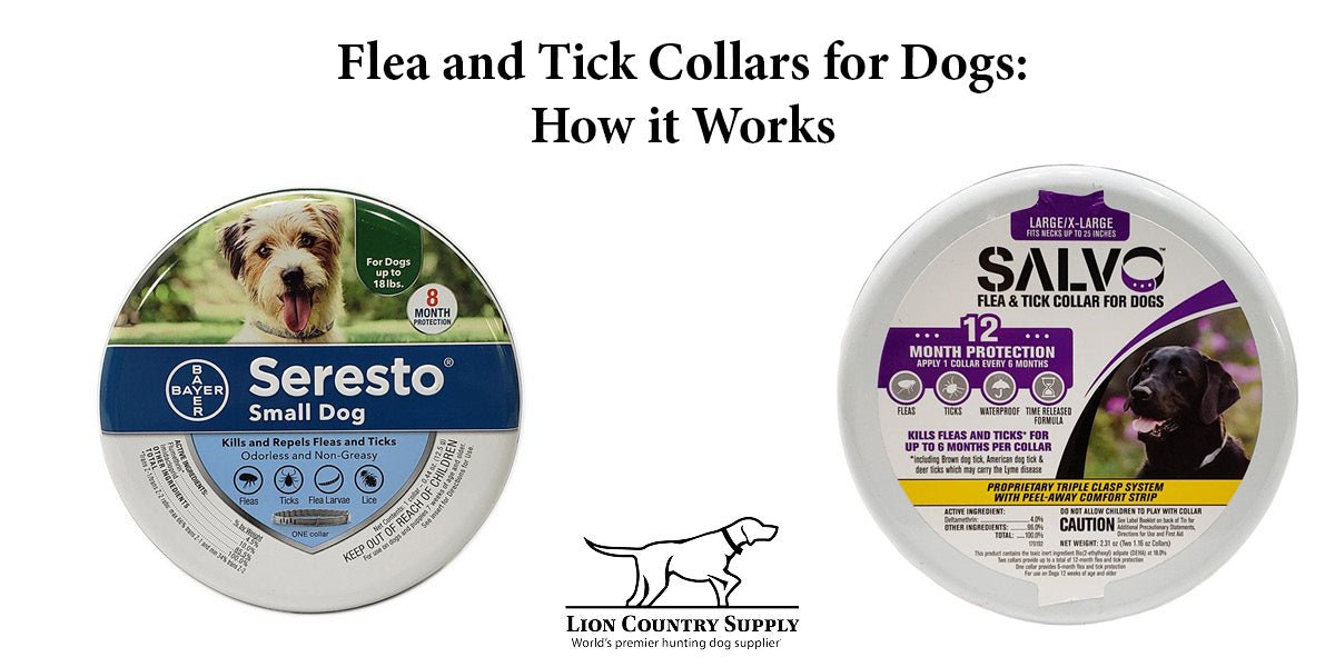 How Do Flea and Tick Collars Work for Dogs?