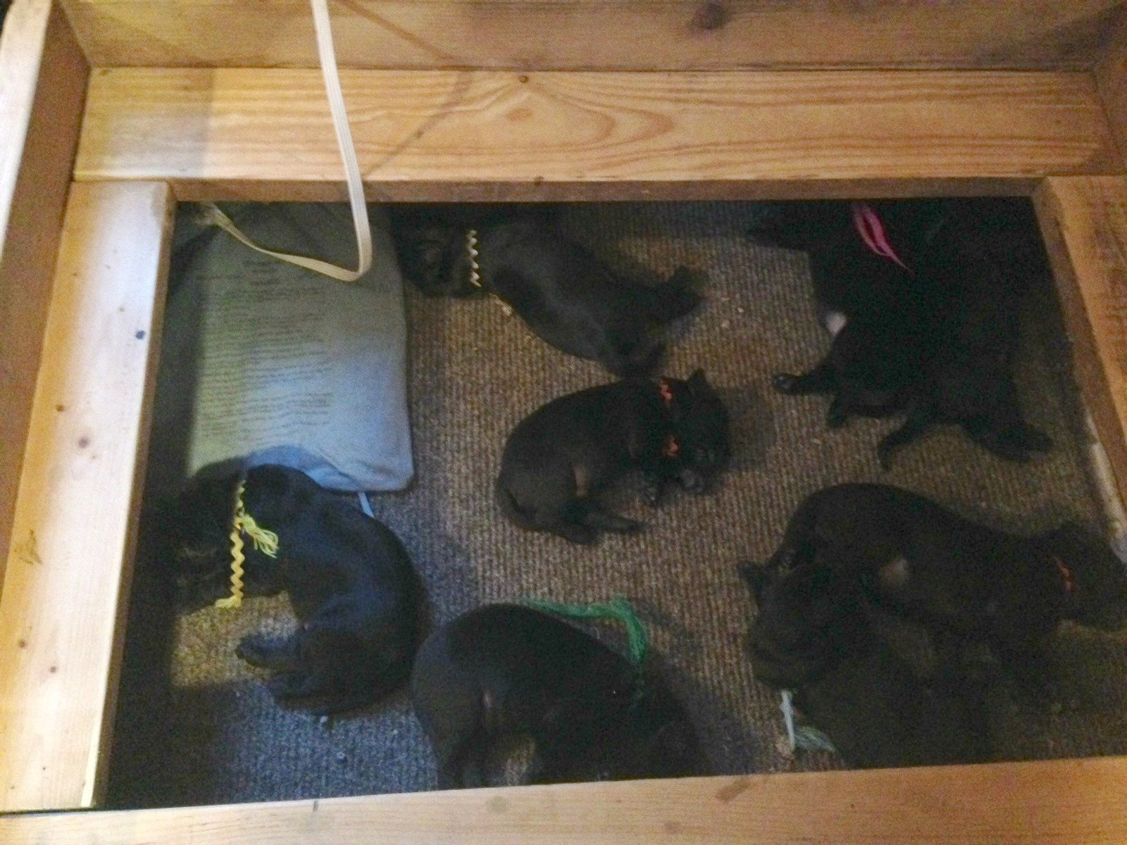 Must Have Products for Puppy Rearing