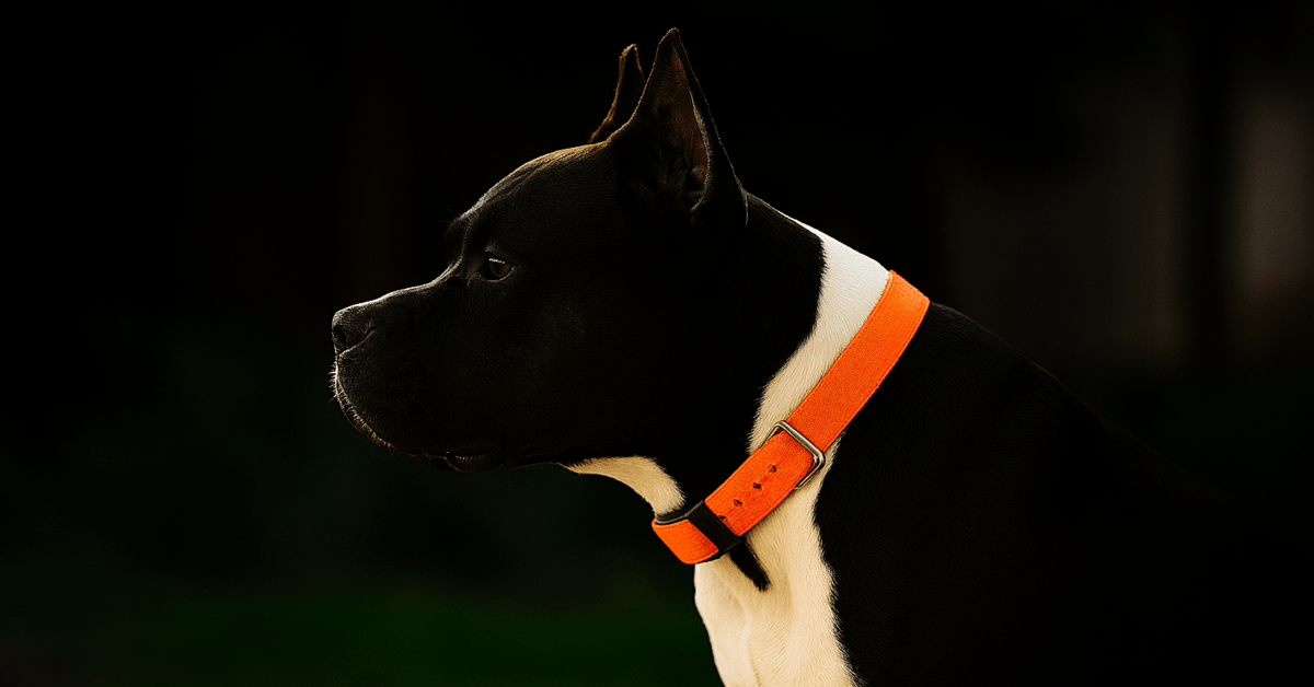 Dogtra 1900X Review: A Usable Buyer’s Guide