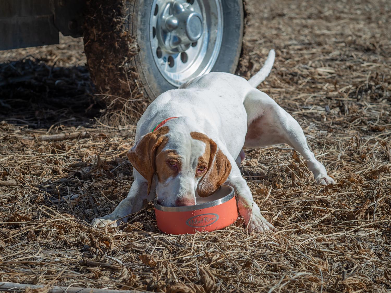 How to Keep Your Hunting Dog Safe in Warm Weather (And What to Pack in the Field) - Lion Country Supply