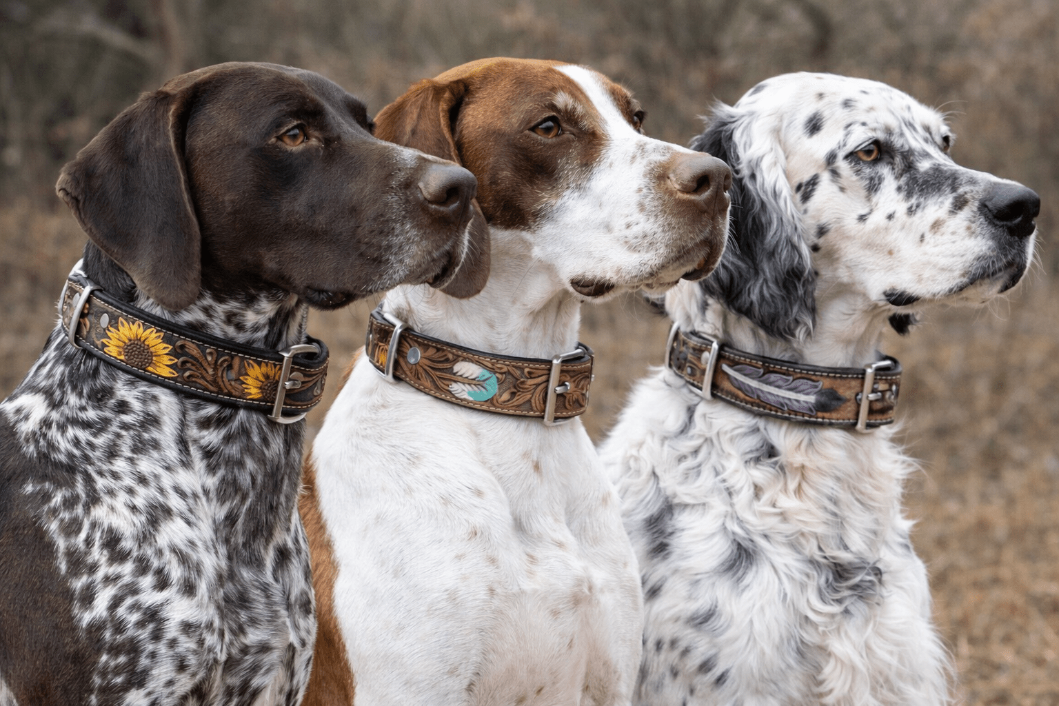 Hand - Tooled & Painted Leather Dog Collars - Lion Country Supply