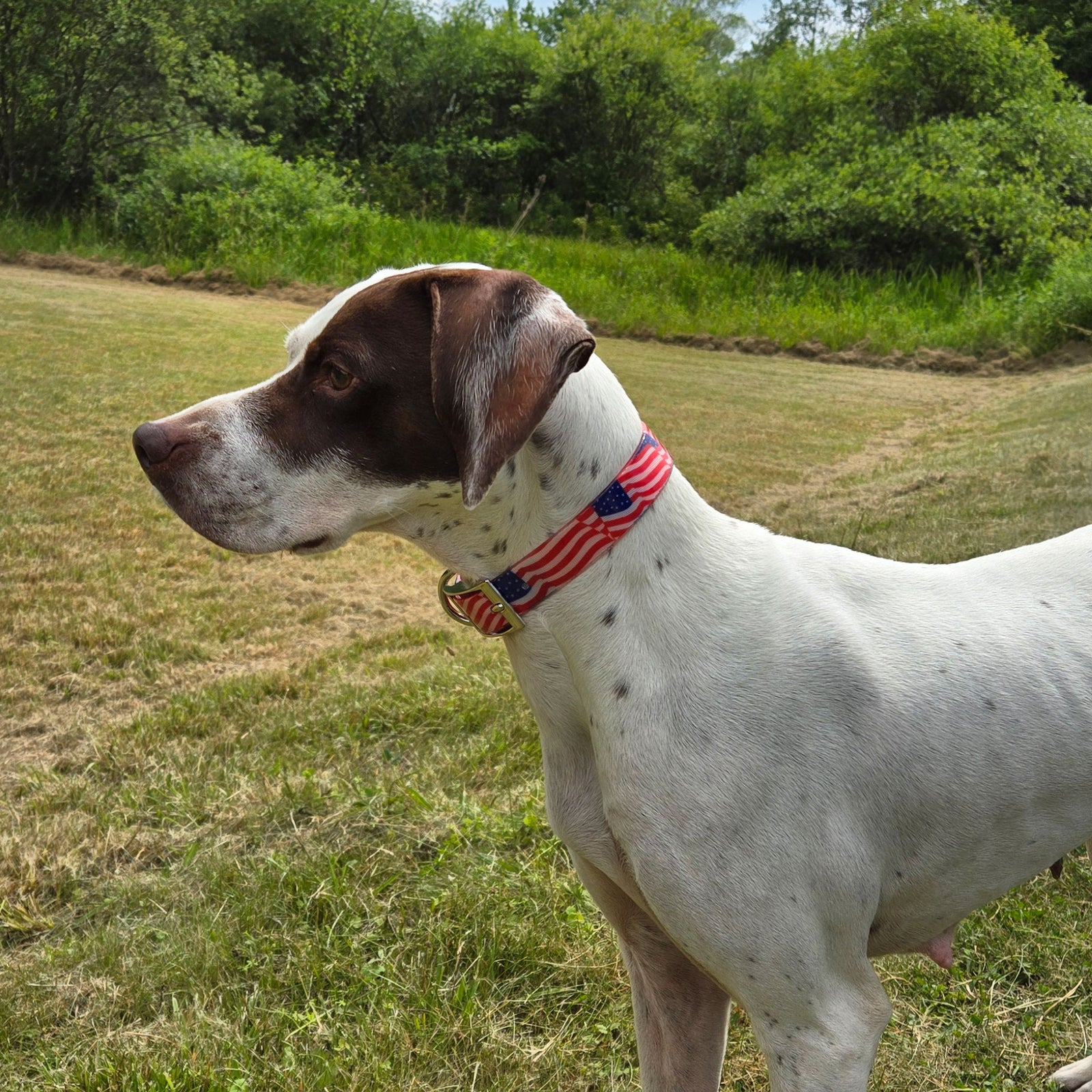 LCS Dayglo 1 Inch O-Ring American Flag Collar