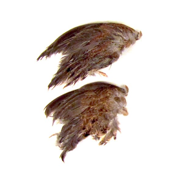 Classic T Designs Freeze Dried Quail Wings – Hunting Dog Supply