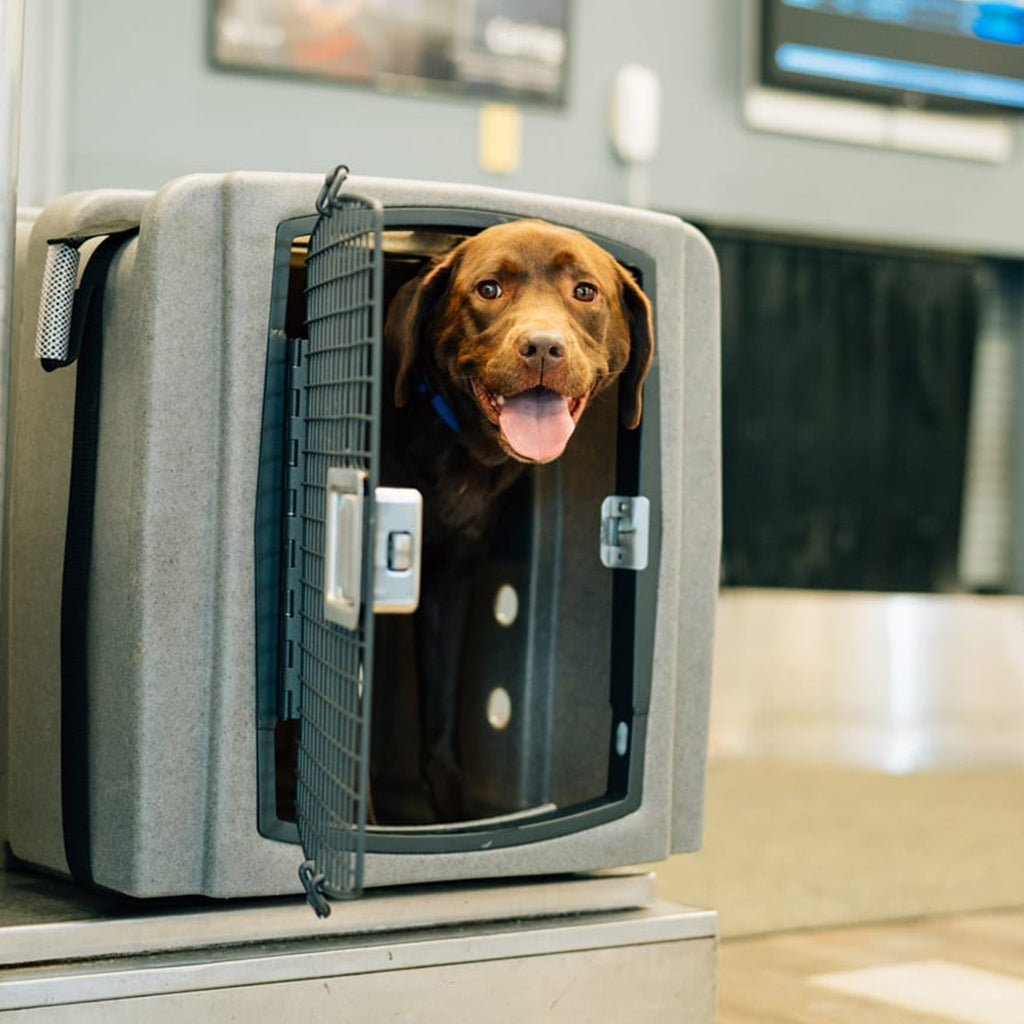 Dakota 283 Jet Stream Airline Kennel