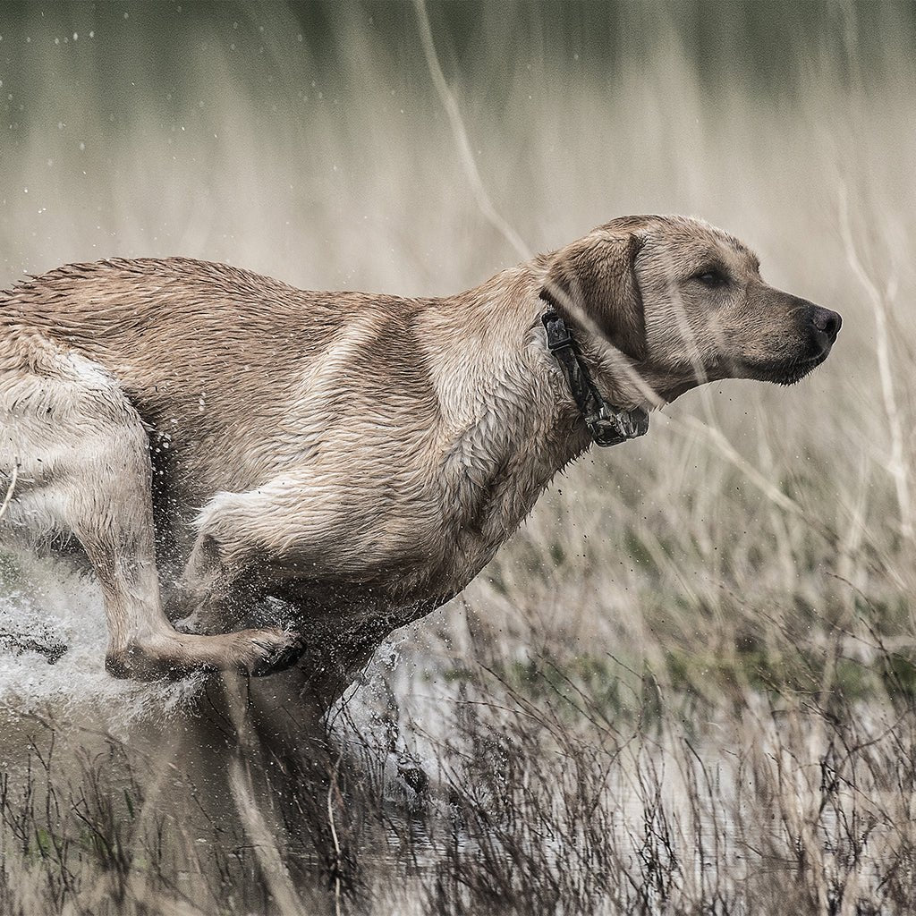 SportDOG SD1825 WETLANDHUNTER X-Series