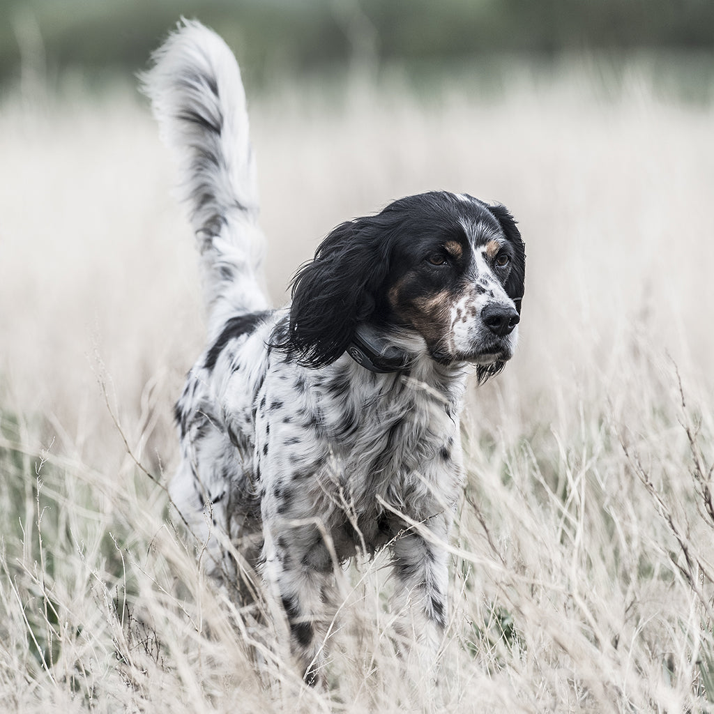 SportDOG SportHunter 1825 X-Series