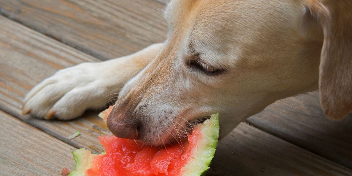 are dogs allowed to eat watermelon