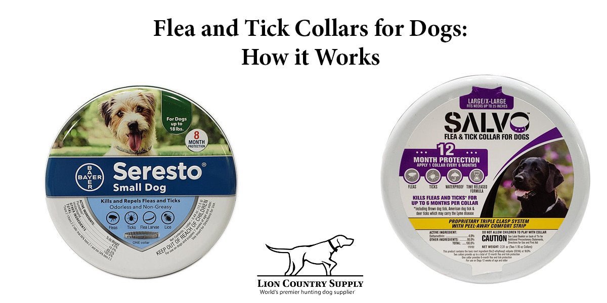 How Do Flea and Tick Collars Work for Dogs? - Lion Country Supply