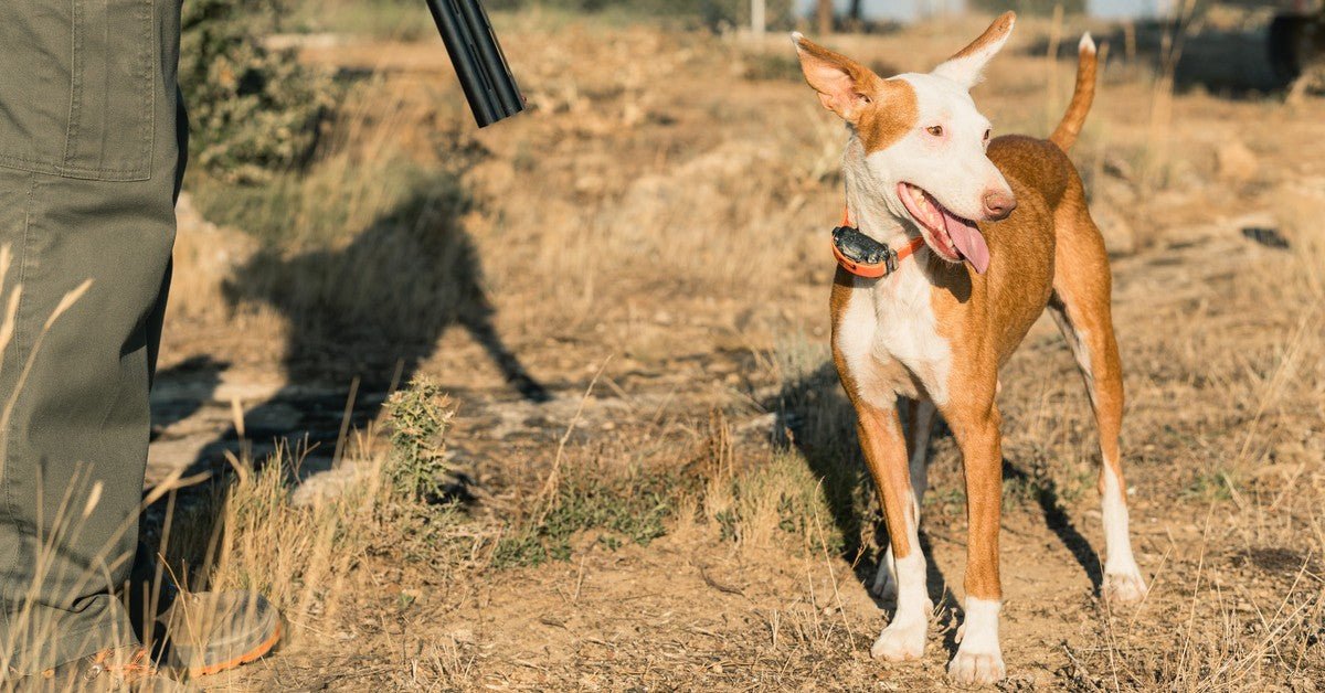 dog tracking collar with GPS