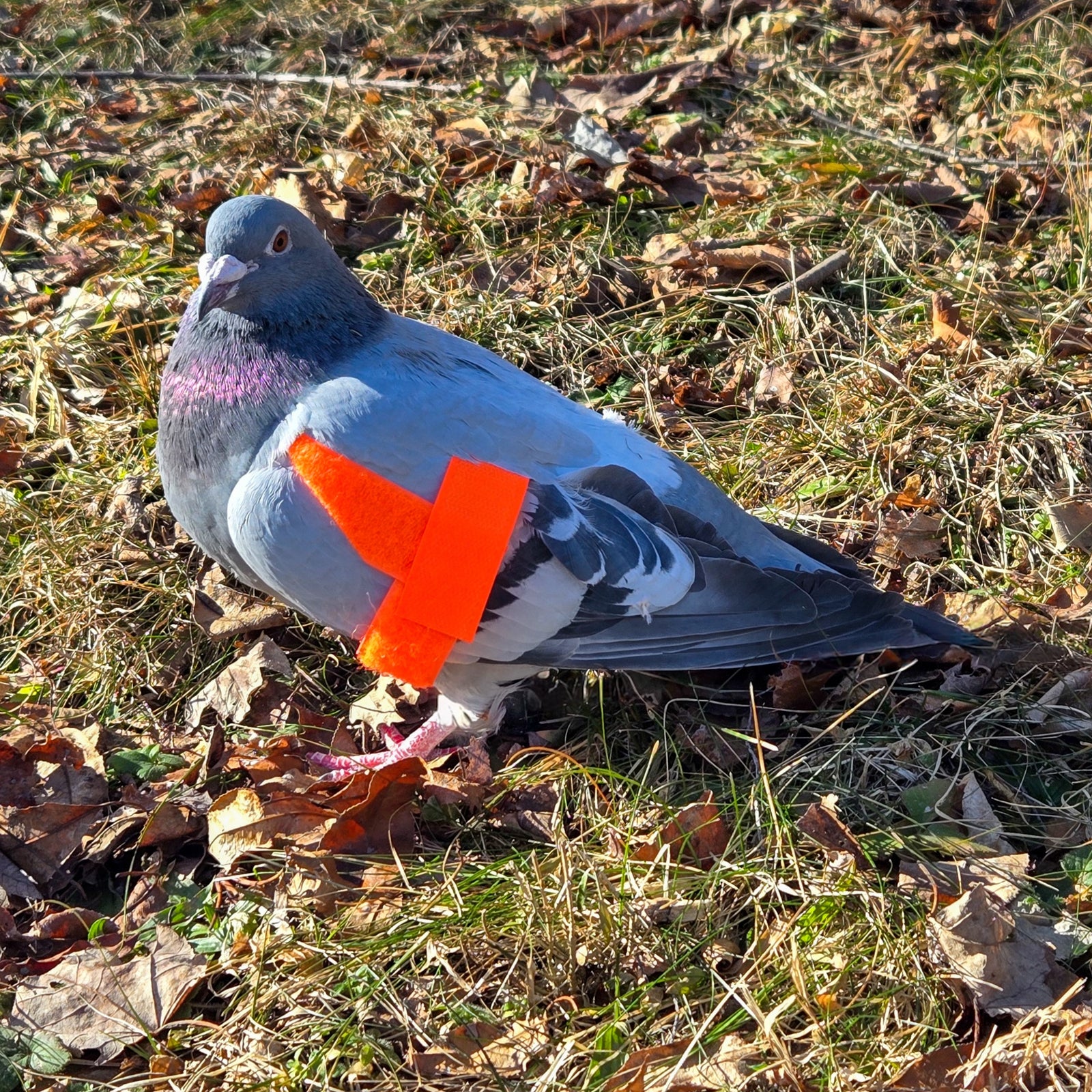 Lion Country Supply Pigeon Wing Strap – Hunting Dog Supply