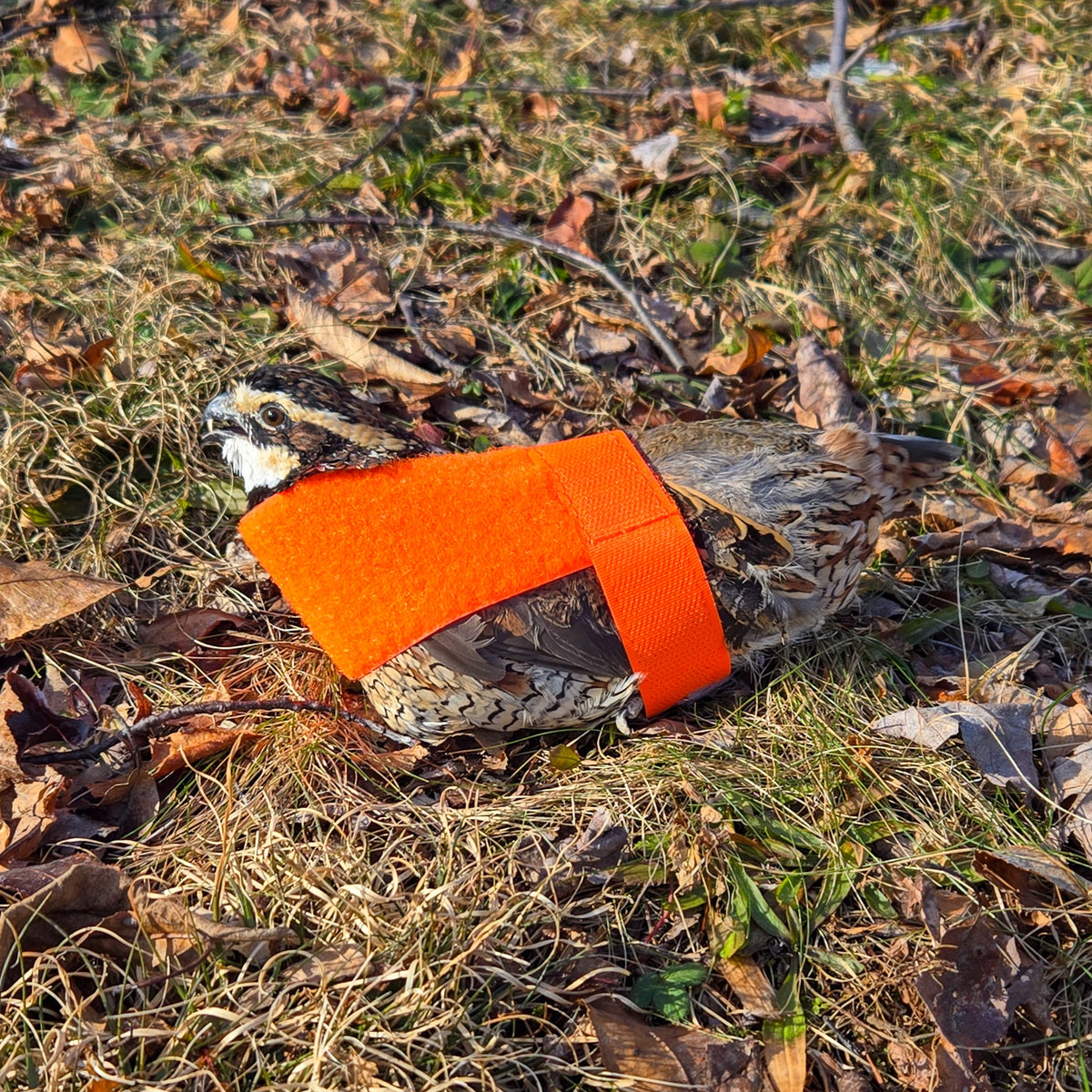 Lion Country SupplyQuail Restraint Harness – Hunting Dog Supply