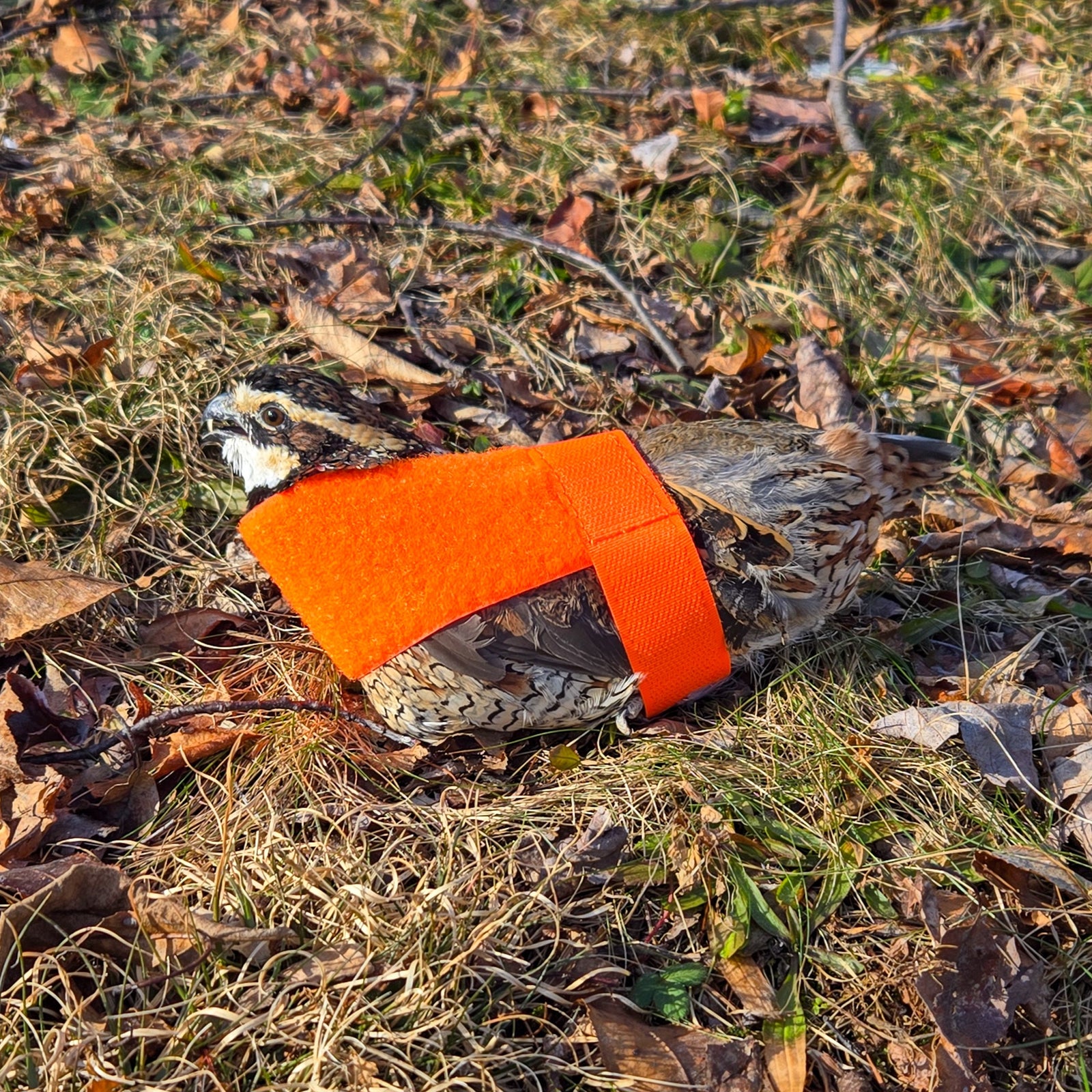 Lion Country SupplyQuail Restraint Harness – Hunting Dog Supply