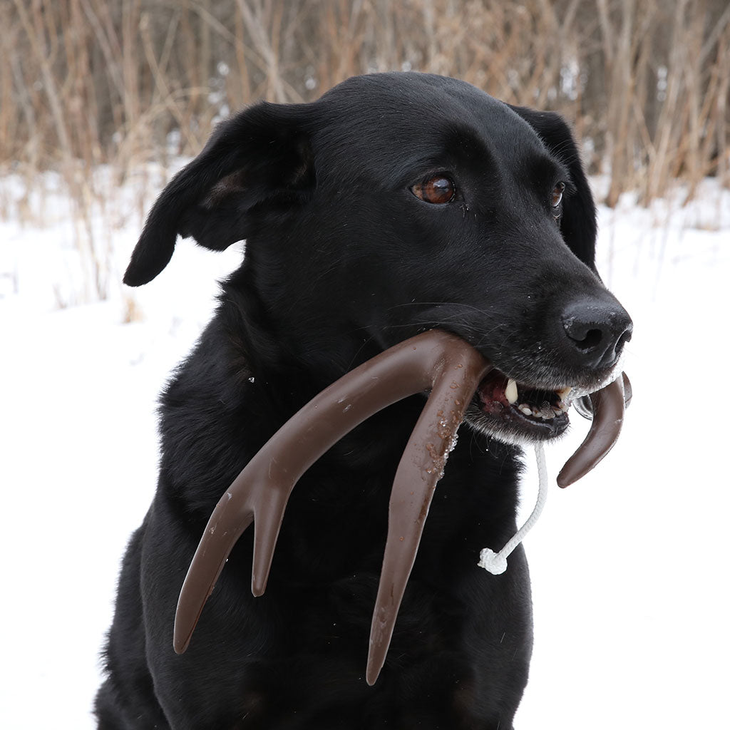 DogBone Training Dummy Lifestyle Image
