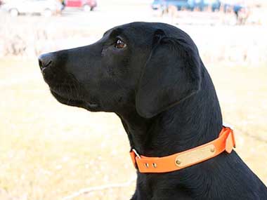 Dog Collars and Nameplates