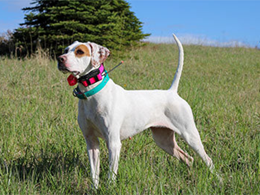 Hunting dog supply stores near deals me