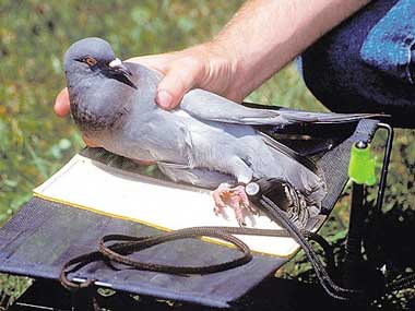 Pigeon & Bird Equipment