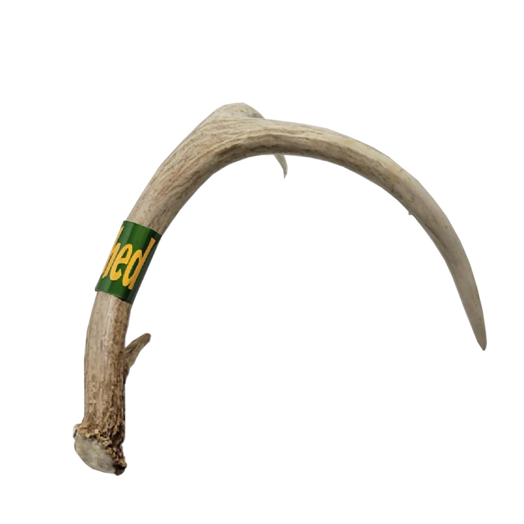 Large Real Shed Antler