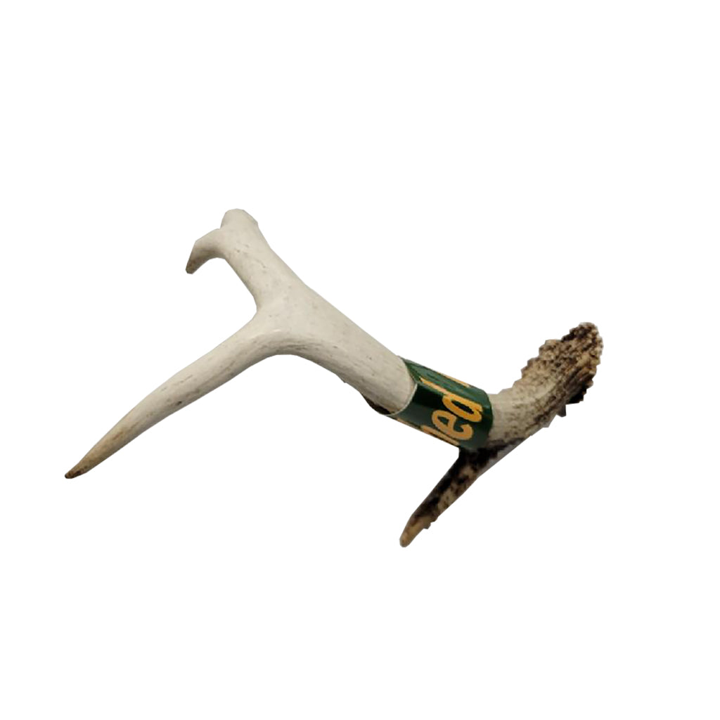 Small Real Shed Antler