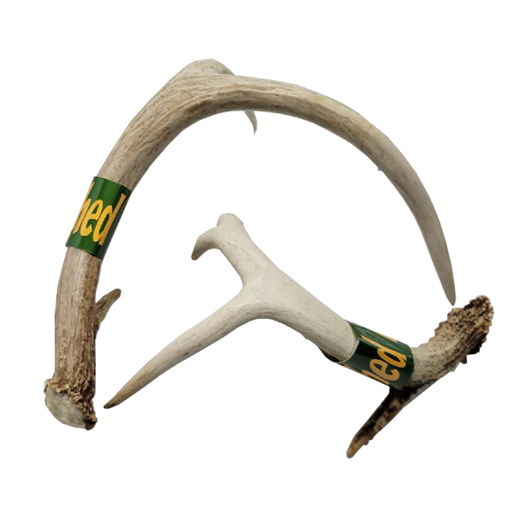 Real Shed Antlers