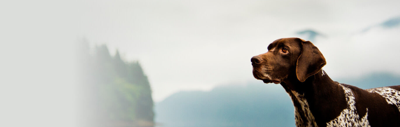 hunting dog