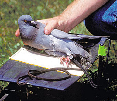 Dog Training Bird Tether for Launcher