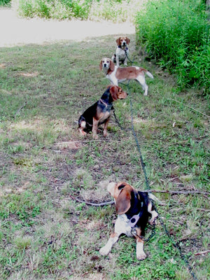 LCS Chain Gang