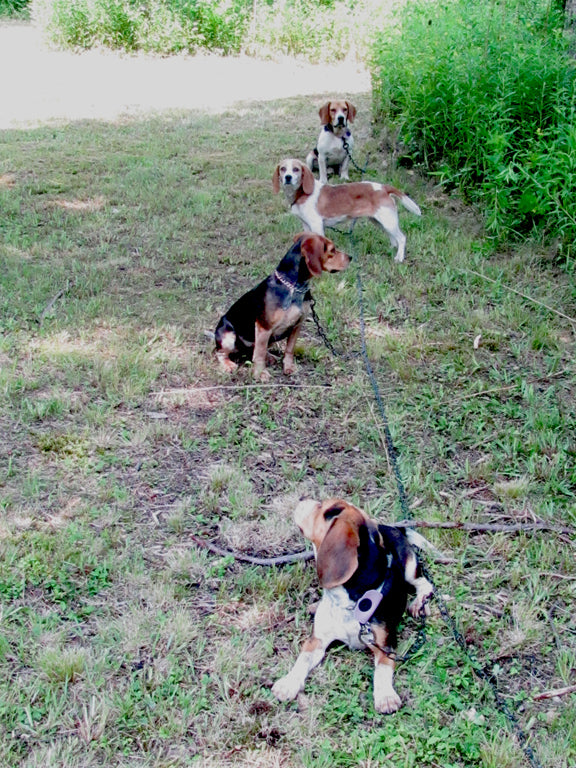 Hunting dog stake out shop