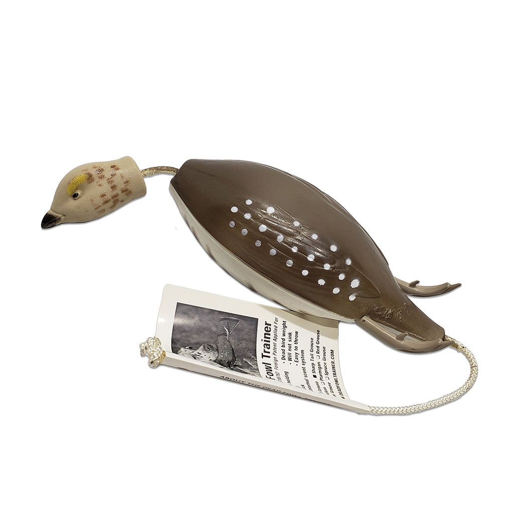 Dead Fowl Sharptail Grouse
