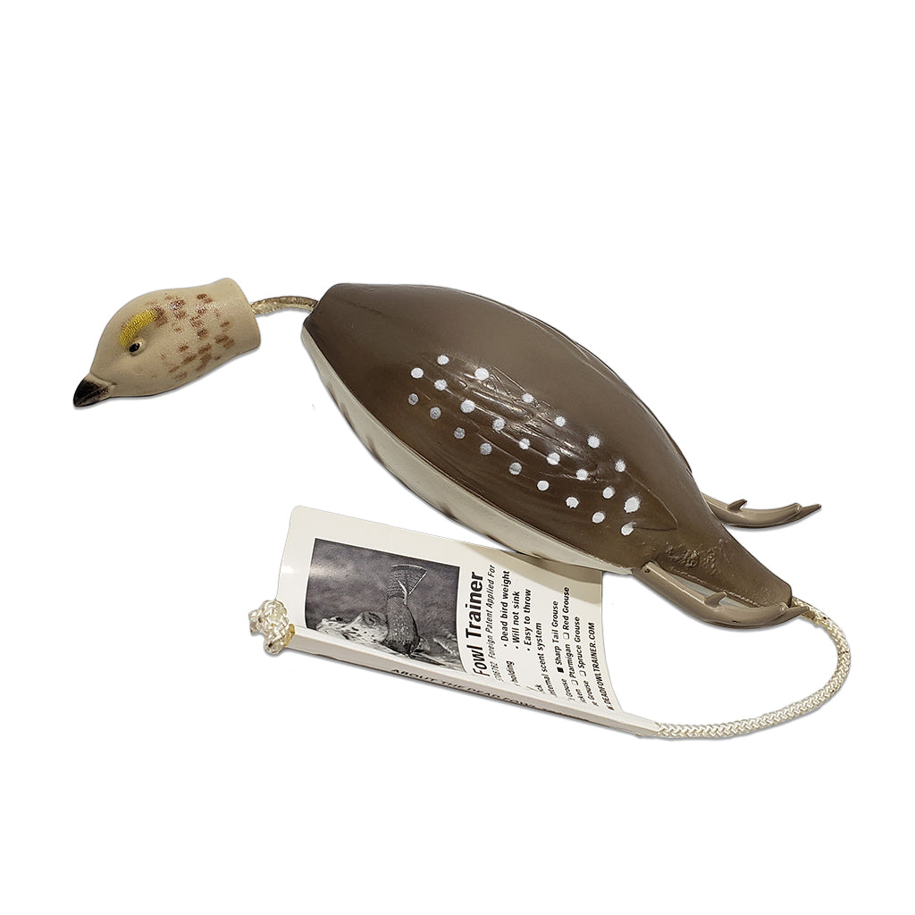 Dead Fowl Sharptail Grouse