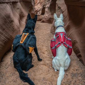 Kurgo Big Baxter Backpack