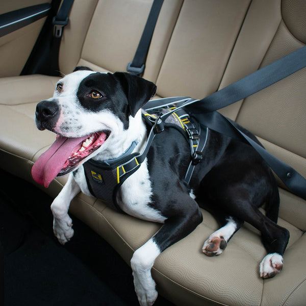 Kurgo Impact Dog Seatbelt Harness