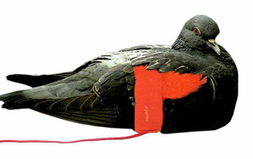 Pigeon Wing Strap and 7' Cord – Hunting Dog Supply