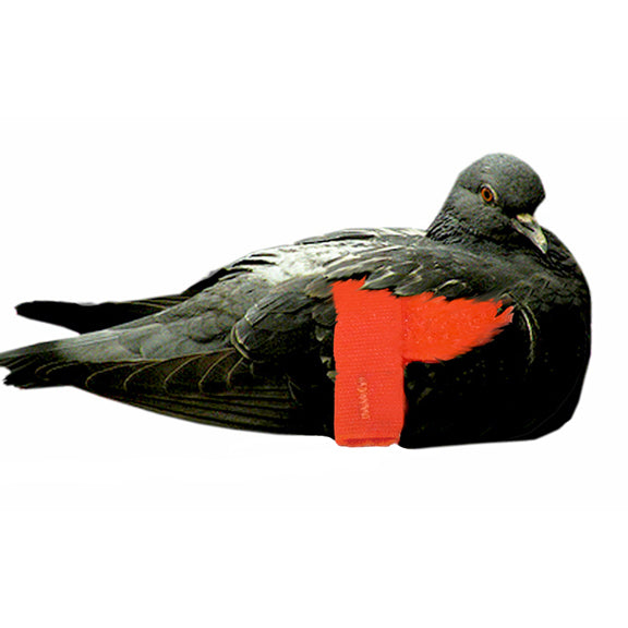 Scott Pet Supplies Pigeon Wing Strap – Hunting Dog Supply