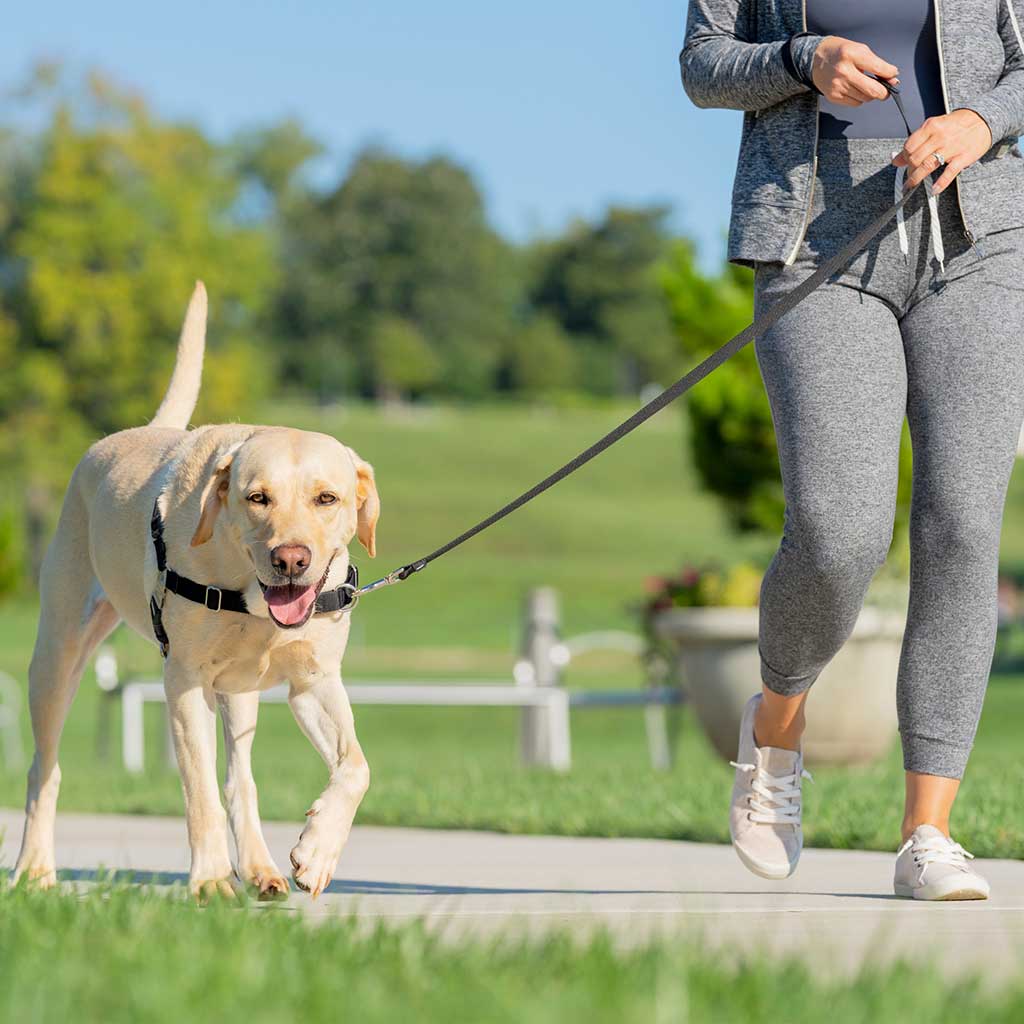 Arnés para perro Easy Walk - PETSAFE - Jardiland Arnés para perro Easy Walk - PETSAFE - Jardiland