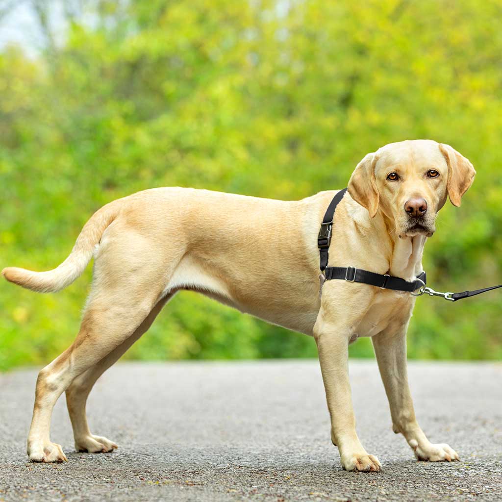 Petsafe Easy Walk Harness Large
