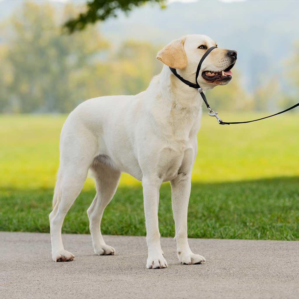 Petsafe Gentle Leader Headcollar Quick Release