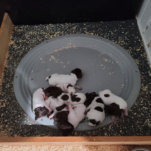 Heated Whelping Nest for Puppies