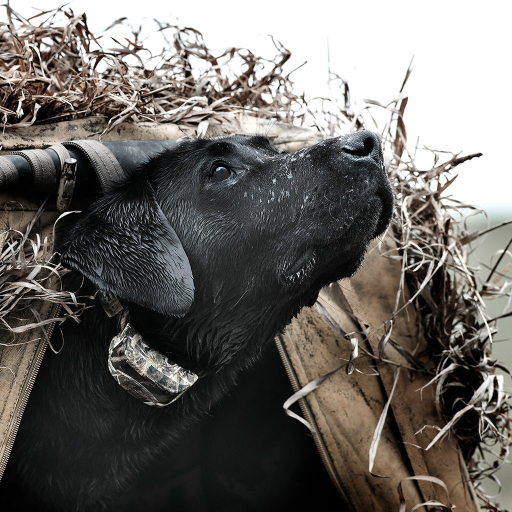 SportDOG 425 Camo X-Series