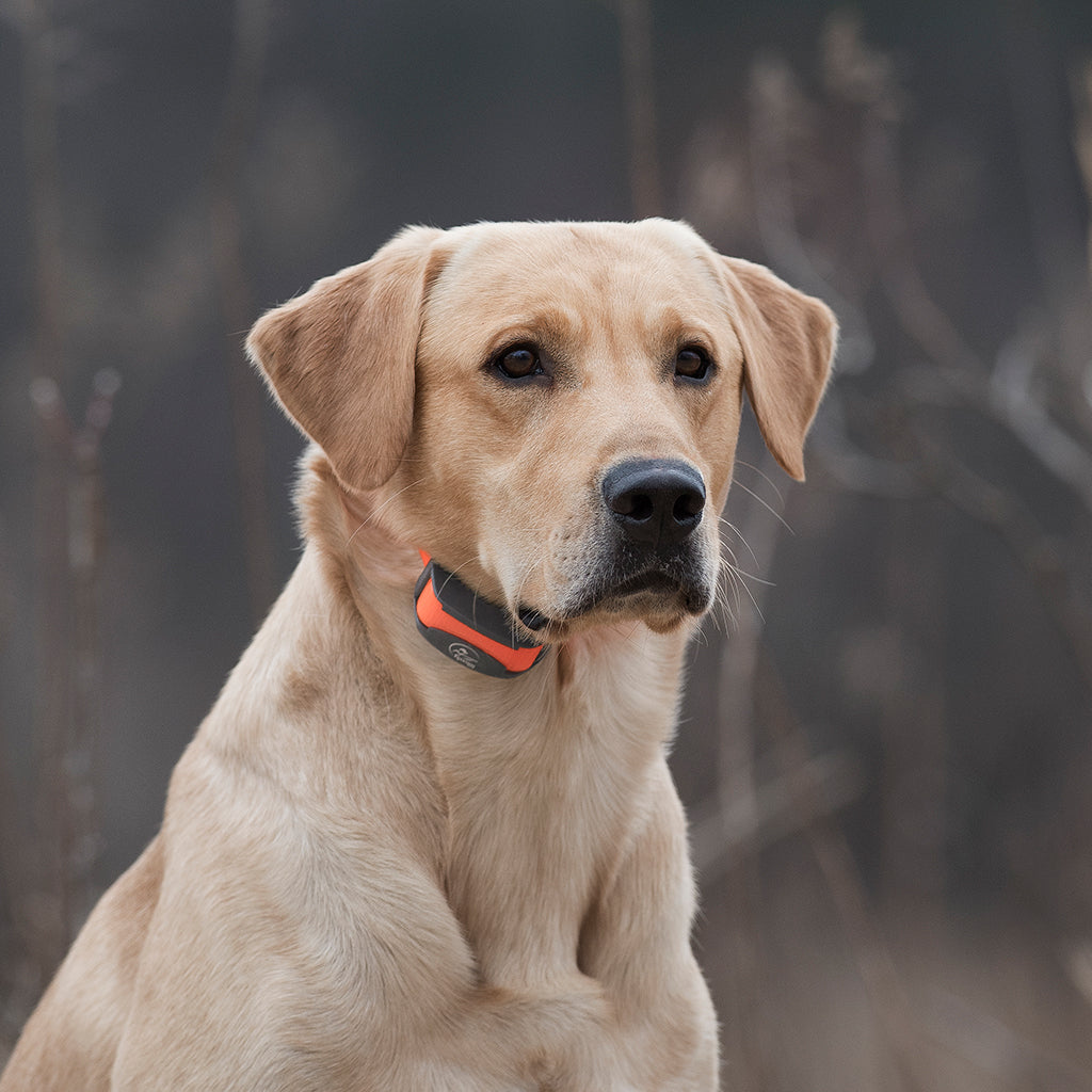 SportDOG Sport Trainer 875E