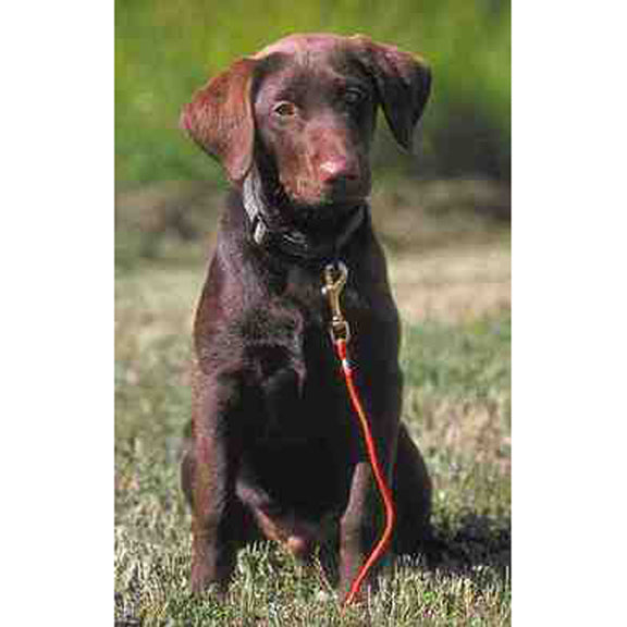 Lion Country Supply LCS Training Tab – Hunting Dog Supply