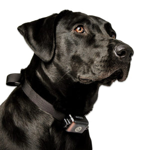 DT Systems Ultra Min-e No Bark Trainer