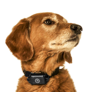 DT Systems Ultra Min-e No Bark Trainer