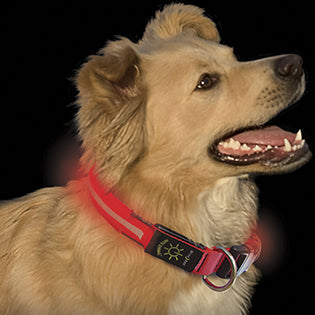 Nite Ize Illuminated Dog Collar RED LED – Hunting Dog Supply